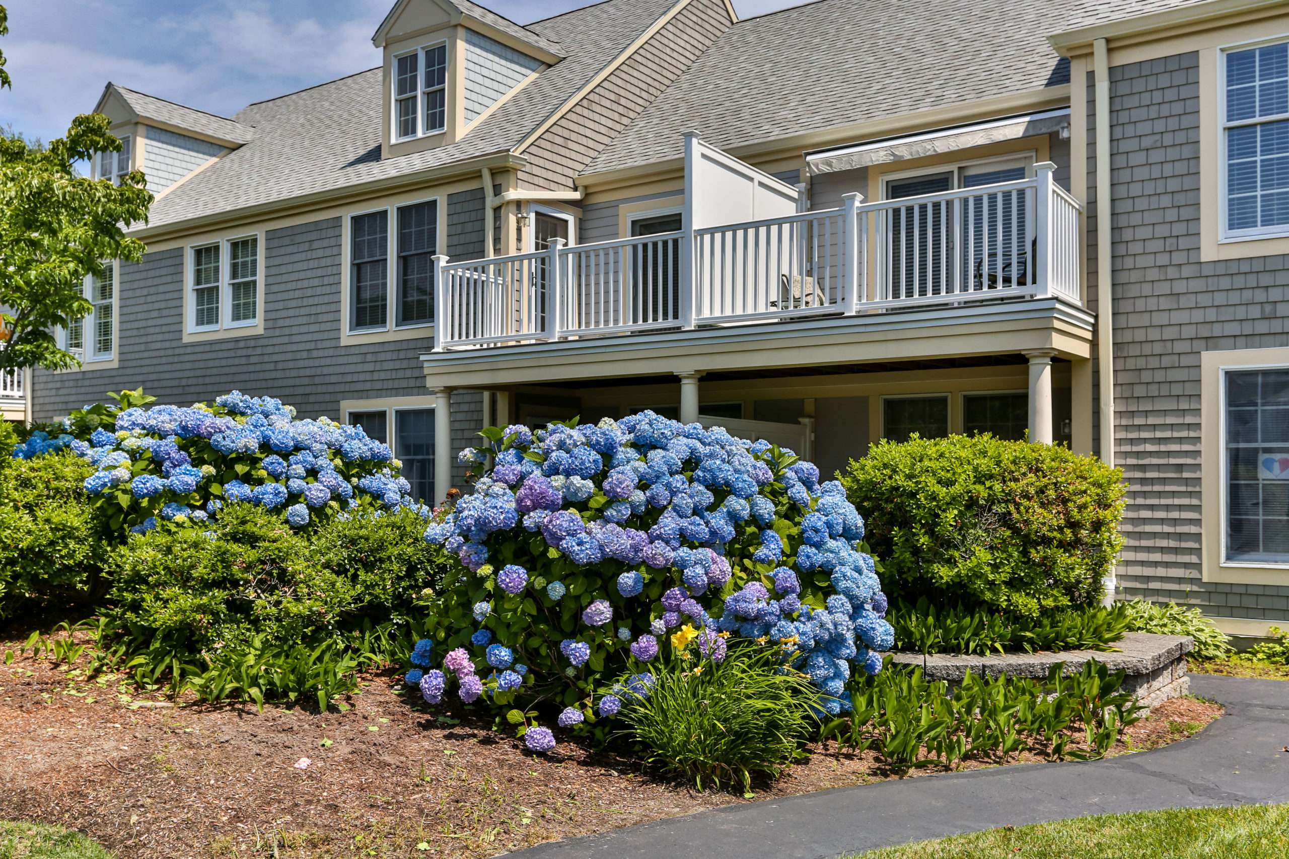 Hydrangeas in front of the building
